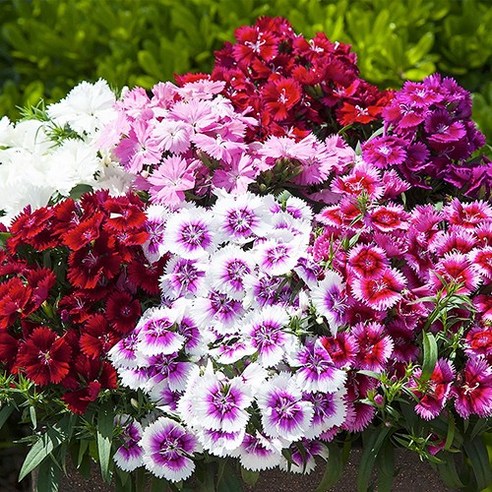 [OKㅣ강추] 패랭이꽃의 매력, 모야모 꽃씨로 가꿔보세요 [OKNOWㅣ추천상품]