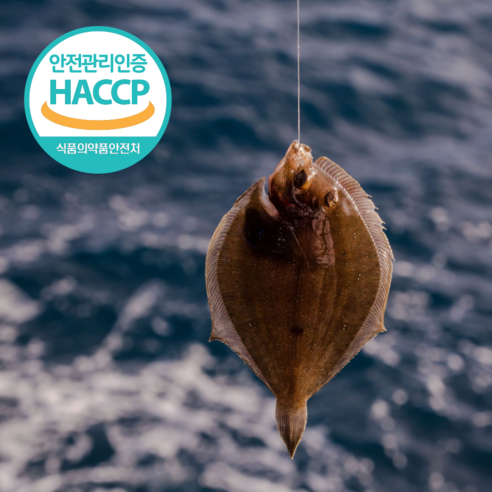 산지직송 반건조 가자미 국내산 먹기 편한 손질가자미 자연해풍 반건조 기름가자미, 1세트, 500g