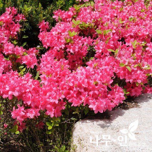 정원을 붉게 물들일 대왕철쭉 개화주, 당신의 공간에 특별함을 더하세요.