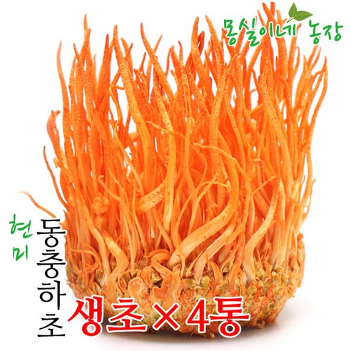 몽실이농장 몽실이네농장 무농약 현미동충하초 생초4통 - 동충하초 | 쿠팡