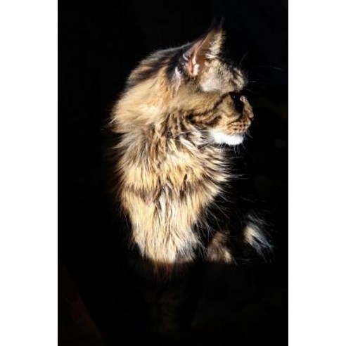 Maine Coon Cat on Black Background Journal: 150 Page Lined Notebook/Diary Paperback, Createspace Independent Publishing Platform