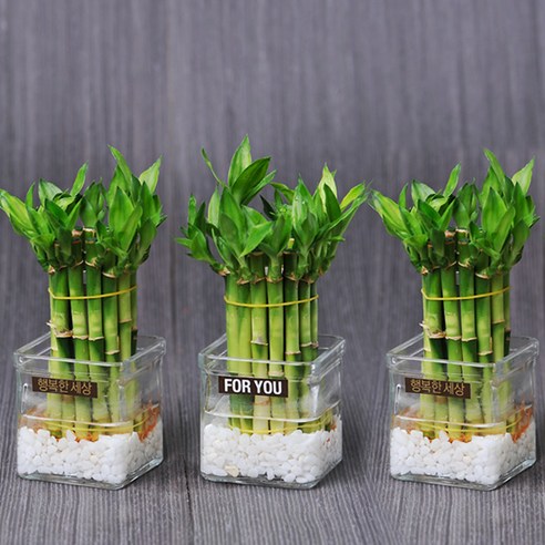 가꾸지오 공기정화식물 먼지제거 천연가습 개운죽원통1단3p+사각유리화기3p, 1세트