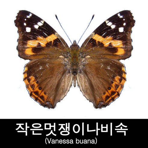 작은멋쟁이나비속표본/Vanessa buana 60mm+-