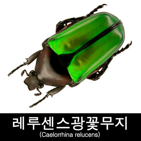 곤충표본/레루센스광꽃무지표본/Caelorrhina relucens 곤충표본만들기 곤충표본/레루센스광꽃무지표본/Caelorrhina relucens 곤충표본만들기