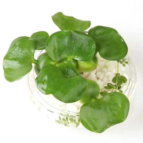 갑조네 공기정화식물 생화 화분 인테리어 식물 미세먼지제거 먼지정화, 부레옥잠, 1개