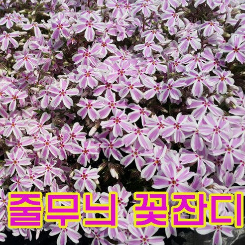 지엘파크 줄무늬꽃잔디50포트(3치포트-8cm), 1개