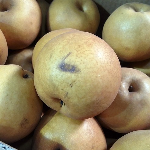 자연진리 나주 신고배 가정용 흠집배 배즙용 기스배 15kg 랜덤과, 가공배 15kg, 1개