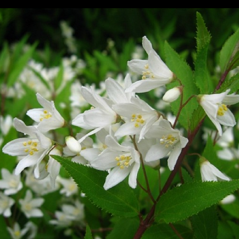 애기말발도리, 작은 행복을 심다