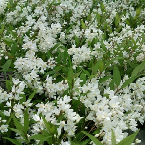 앙증맞은 꽃, 소박한 행복: 애기말발도리로 정원을 특별하게 만드는 방법 말발도리