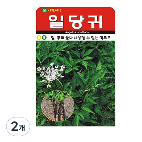 일당귀 씨앗 300립, 2개