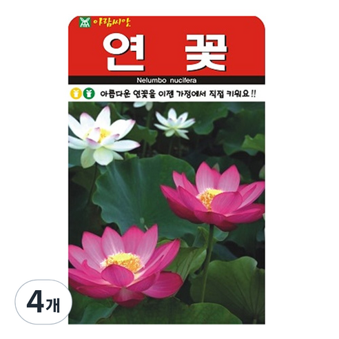 연꽃 씨앗 꽃 씨 종자, 4개