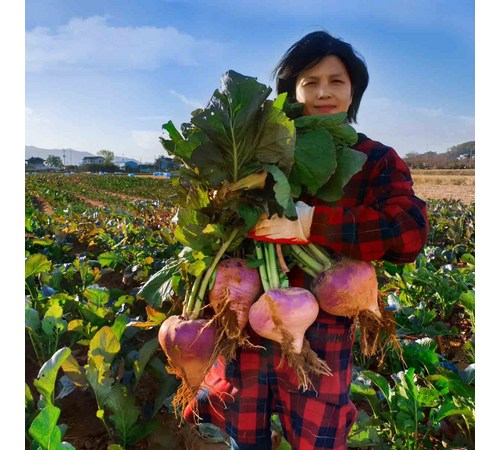 순무를 활용한 요리