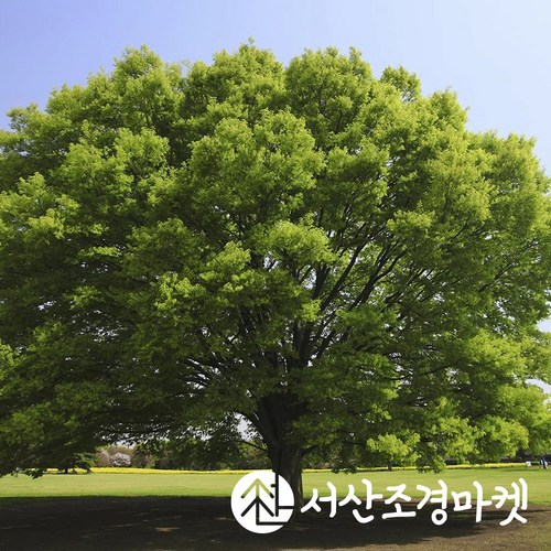 느티나무 R5cm 분묘 묘목 나무 서산조경마켓, 1개