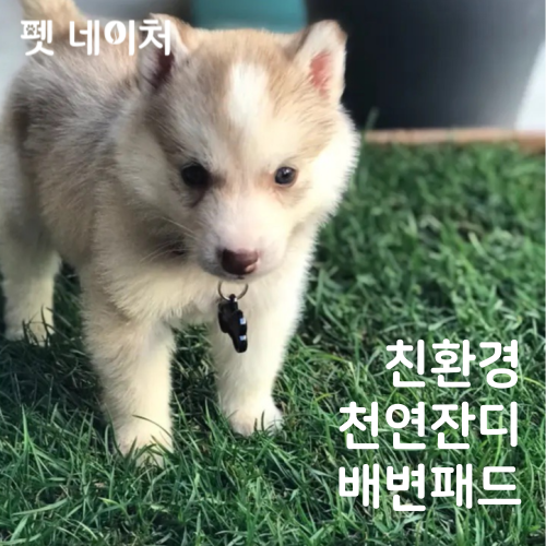 배변잔디