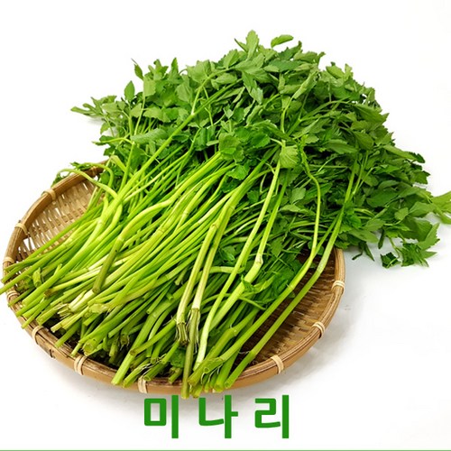 스케나리