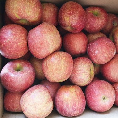 경북 꿀 사과 (가정용 쥬스용 쭈글이 흠집 기스 비품 못난이) 10kg, 10kg(중과), 1개