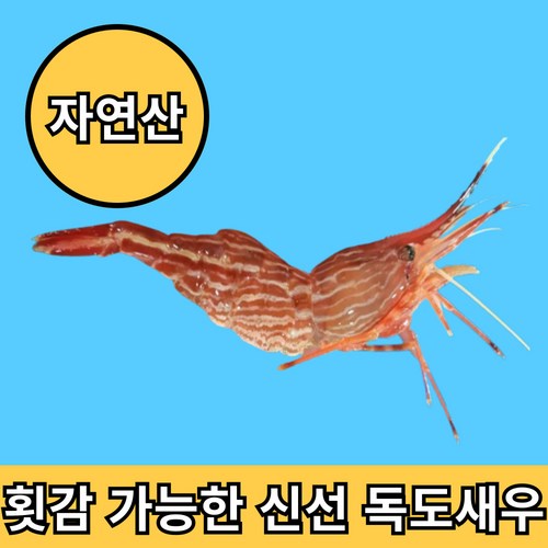 청년고집 횟감 가능한 동해안 독도 꽃새우 급냉, 1개, 1kg(60~80미)