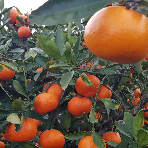 제주 산지직송 명품 고당도 산하홍 홍귤, 1개, 5kg