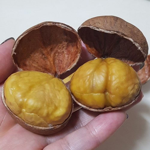 알밤칼집