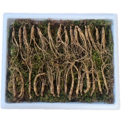 천생삼 산양산삼 못난이 파지삼 4~5년근 산삼 산양삼 장뇌삼, 30뿌리, 30개, 453.593g