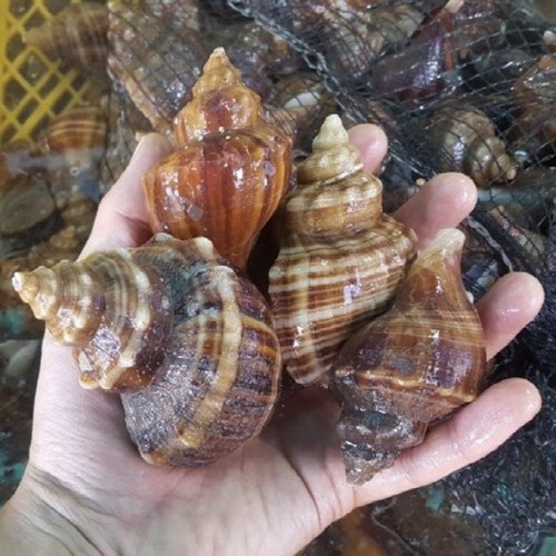 제주뿔소라우동