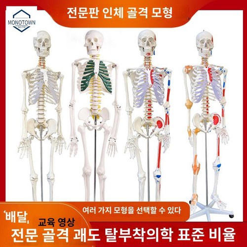 해골마네킹