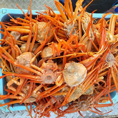 자숙 홍게 A++급 수율 포항 박달홍게 박달 산지직송 당일조업, 1개, [정품/일반형]연지홍게 3kg (9~11미)