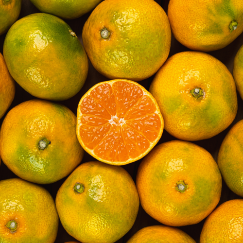 제주에서 첫수확한 고당도 노지 감귤, 1박스, 10kg 대과