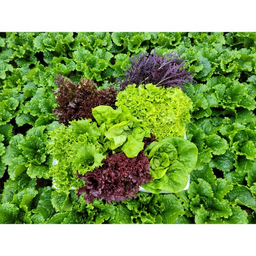 [물맑은 양평] 지평 농부 유러피안 샐러드채소1kg, 1개
