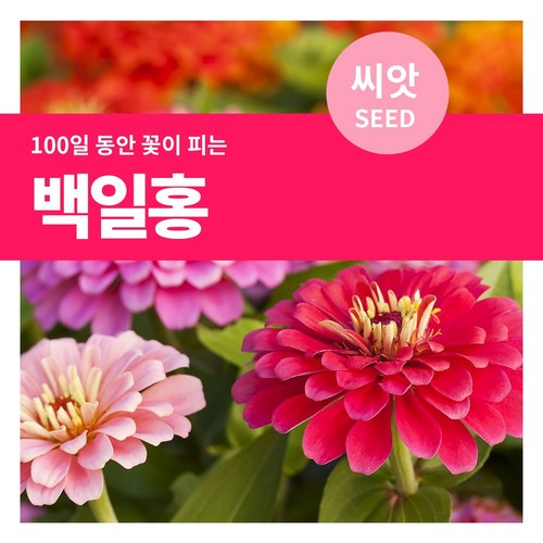 마이플랜트 백일홍 꽃씨 씨앗 150립, 1개