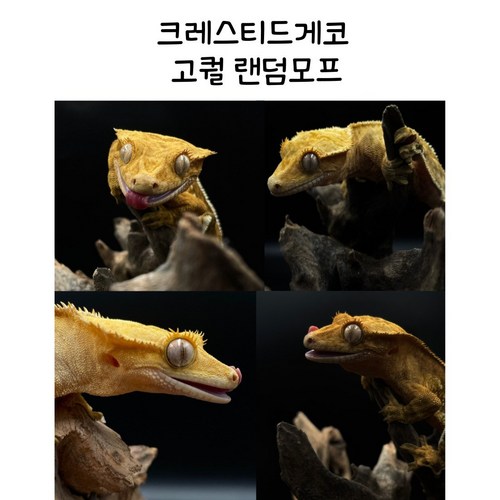 크레스티드게코도마뱀