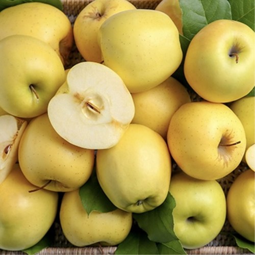 꿀뚝뚝 ] 꿀당도 시나노 골드 사과 황금사과 제첼과일 신품종 황금빛 시나노골드, 시나노 가정용 3kg, 1개