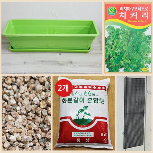 행복한세상 텃밭가꾸기 대 그린 치커리