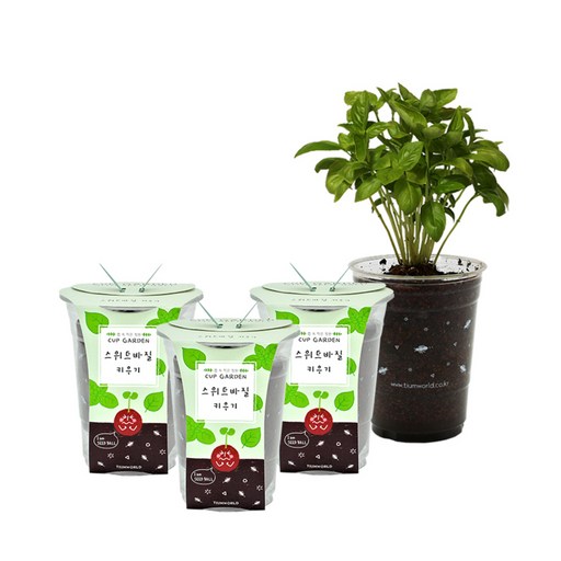 틔움세상 컵가든 스위트바질 키우기