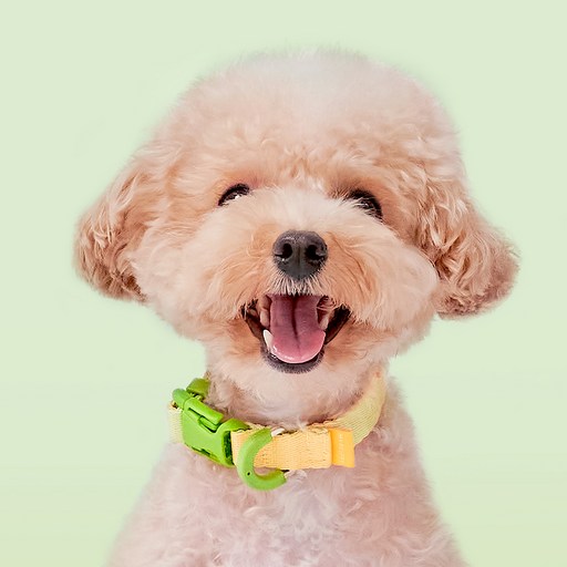 마이플러피 강아지 제로칼라 목줄