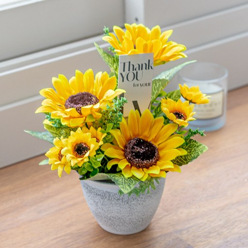감사해바라기 화분 21cm