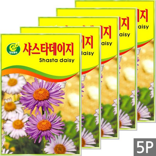 세인화분 샤스타데이지 50립