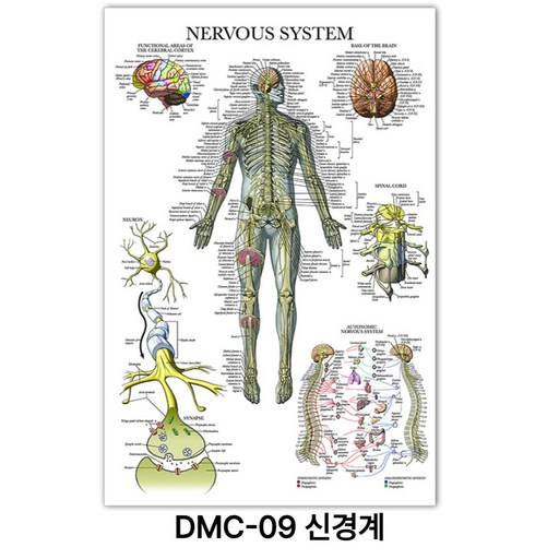 NEW 근육 해부학 포스터