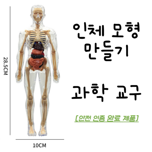 인체모형 만들기 교구