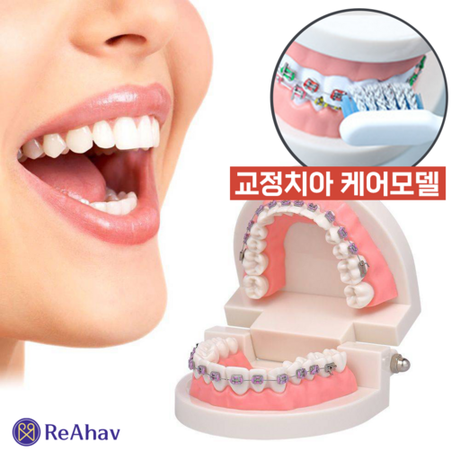 레아하브 덴트에듀 치과 모델 치아 교정 모형 치열 교정기 실습 틀니 연습 교구