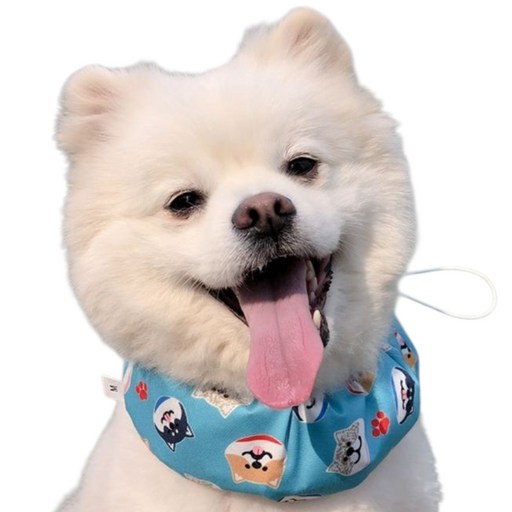 강아지 쿨 스카프 머플러 케이프 목도리 시원한 여름 애견 쿨링 대형견 소형견 중형견 반려견 옷 아이스팩 파우치