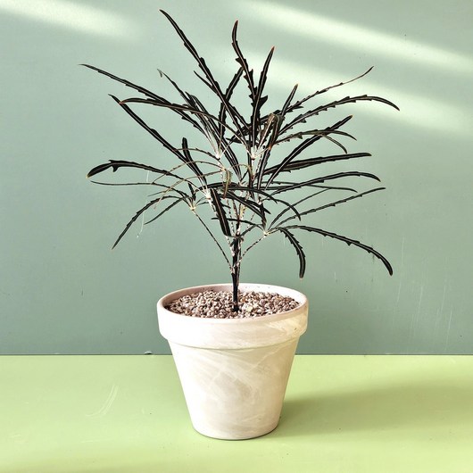 아라리아 소형 공기 정화 식물 – 거실 인테리어를 위한 식물 교감 화분 1개