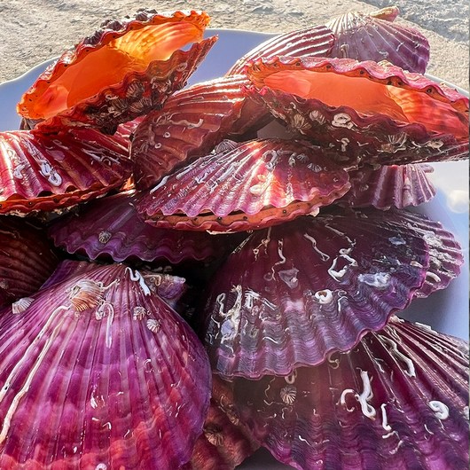 하고잽이수산 고압 세척 선별 제철 홍 비단 가리비, 가리비3kg, 1개