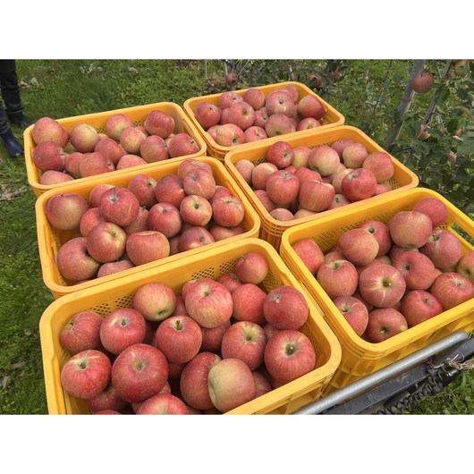 청송 사과 부사 시나노골드 가정용 꿀 3kg 5kg, 1박스, 부사 3kg(소과)