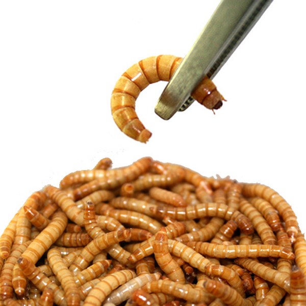밀웜나라 살아있는 밀웜, 1000마리+1000마리, 1.5~1.8cm
