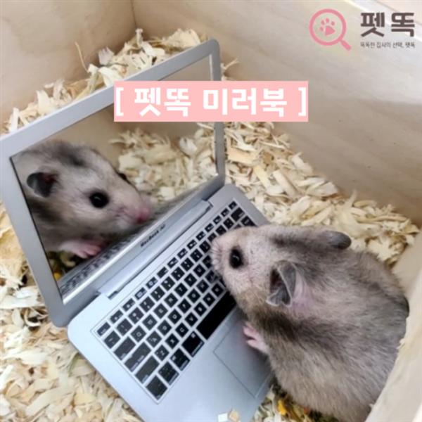 미러북 햄스터 반려동물 노트북 사진 장난감
