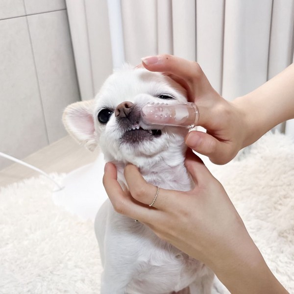 강아지치석제거