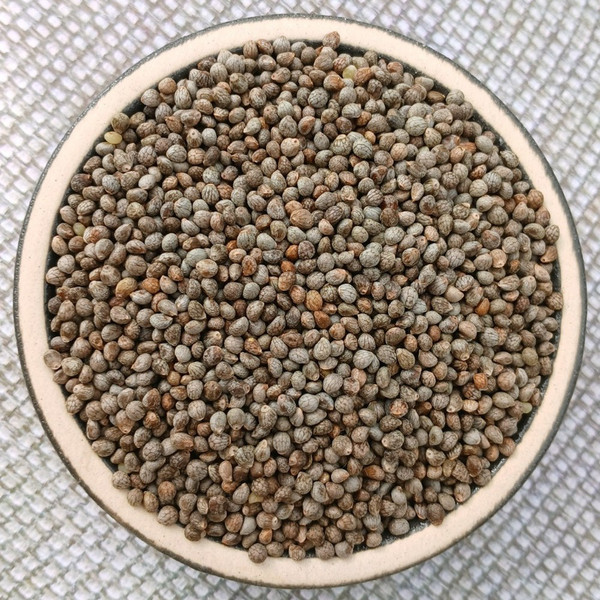 중국산 길림 들깨 6kg (2024년산) 볶지않은것 기름짜기용 수입산 생들깨 통들깨 들깨, 1개