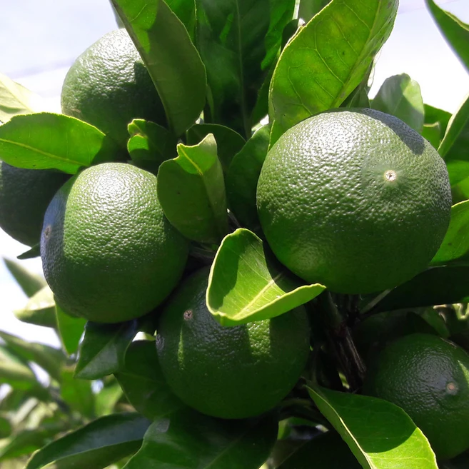 세모농 제주 청귤 풋귤 햇 청귤, 1박스, 10kg, 청귤 냉동 생과