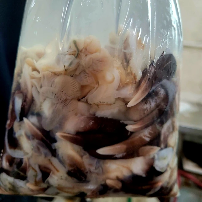 [천상의맛] 쫄깃 탱글 자연산 완전손질 여수 새조개 샤브샤브용, 1개, 200g(급냉)